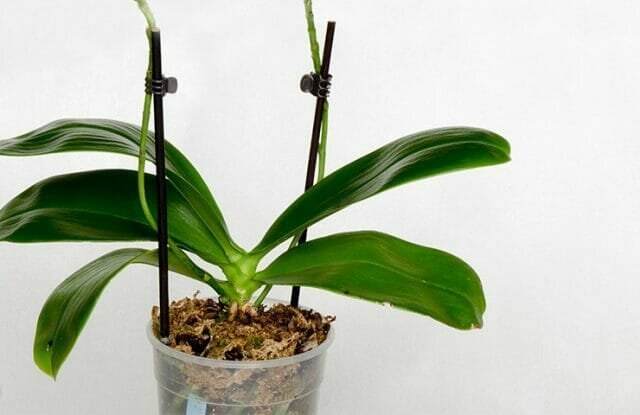 Orkideer brast i vores liv, og hurtigt vundet popularitet
