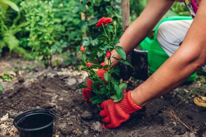 Hvordan til at plante roser for begyndere