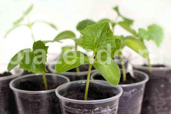 Planteskoleplanter agurker. Illustration til en artikel bruges til en standard licens © ofazende.ru