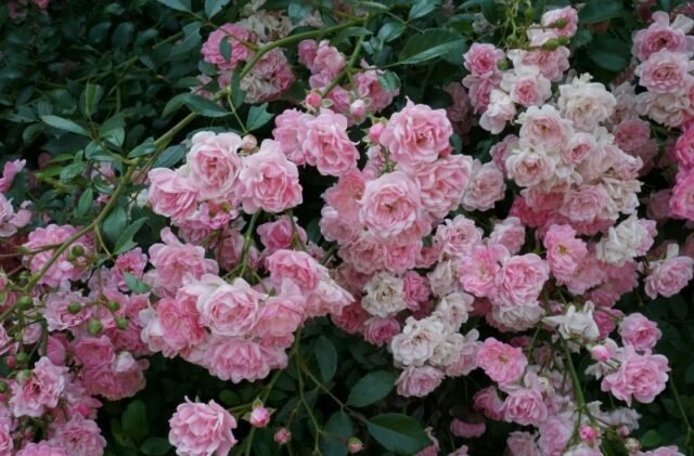 GroundCover roser blomstrer på skud i forskellige aldre