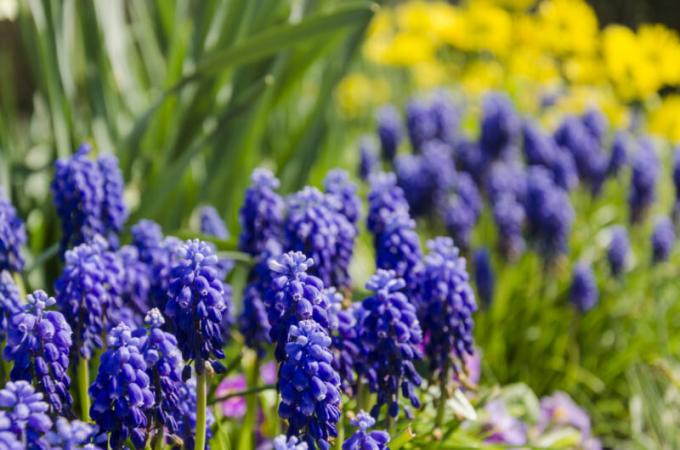 At tvinge hyacinter hjemme: alt er nemmere end det ser ud