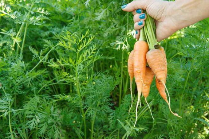 Secrets of pleje for gulerødder
