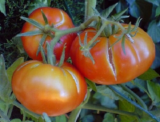 2 fejl, når voksende tomater, fordi, som frugterne er begyndt at knække