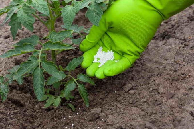 Til tomaterne var større