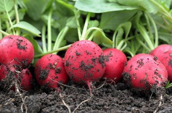 Hvordan til at vokse radiser i haven og har en god høst