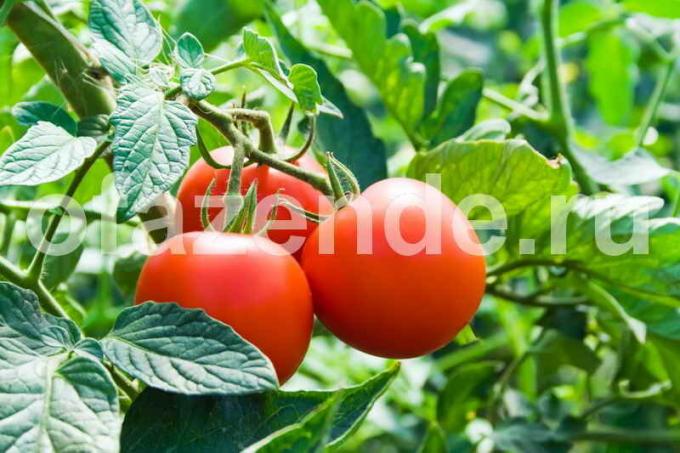 Tomater til konserves. Illustration til en artikel bruges til en standard licens © ofazende.ru