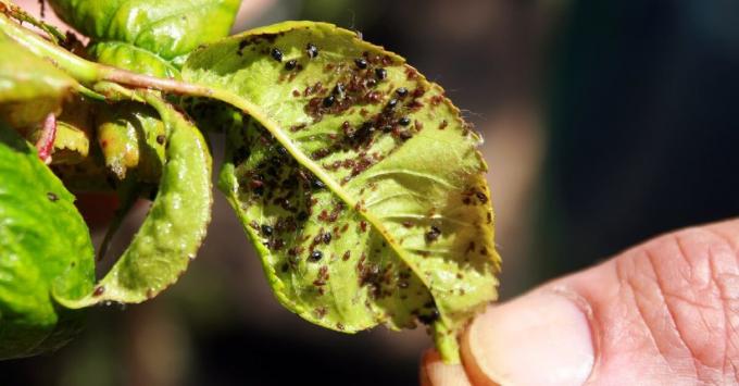 Som for en dag at befri din have af bladlus på hele sæsonen uden insekticider (meget billig opskrift)