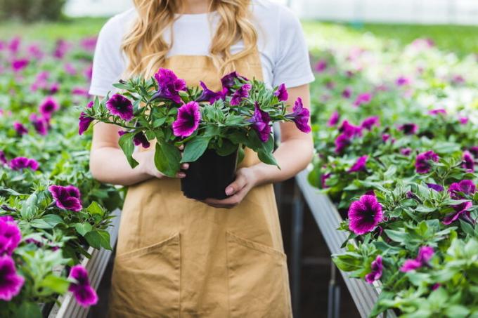 Hvordan knivspids petunia, at det blomstrede fantastisk?