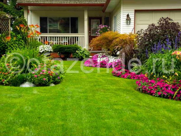 Blooming græsplæne foran huset med sine egne hænder: Tips gartnere