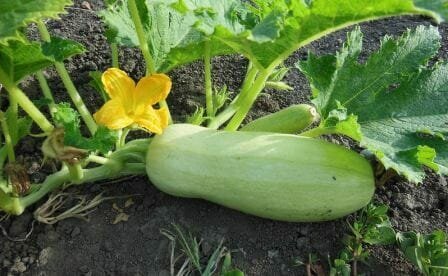 Hvordan at vokse en zucchini? Landing, pleje, høst, plantning og høst datoer