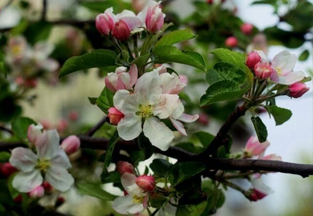 Æbletræ blomster