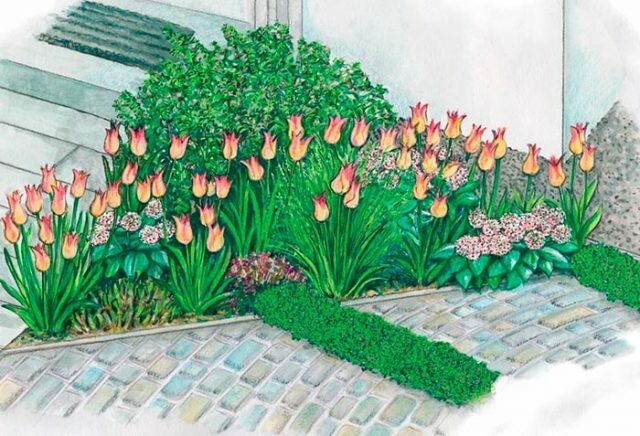 Hvor smukt tulipaner plantet på en grund på + billeder