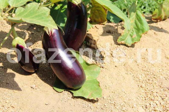 Voksende aubergine. Illustration til en artikel bruges til en standard licens © ofazende.ru