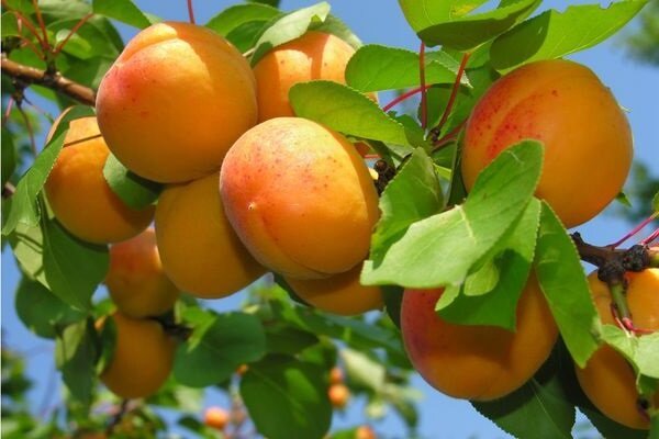 Hvordan man dyrker abrikos og få en god høst