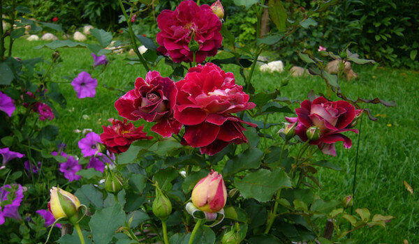 Nyttige naboer til roser: Det er bedst at plante ved siden af ​​blomster