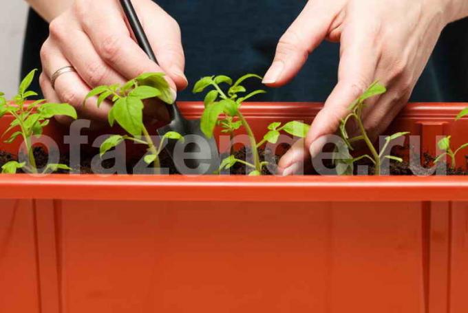 Tomat kimplanter. Illustration til en artikel bruges til en standard licens © ofazende.ru