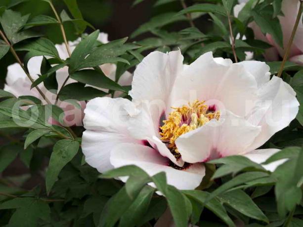 Pæoner falmet - hvad man skal gøre? blomsterhandler fejl