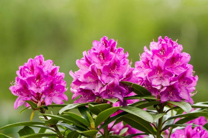 Blomstrende rhododendron. Illustration til en artikel bruges til en standard licens © ofazende.ru