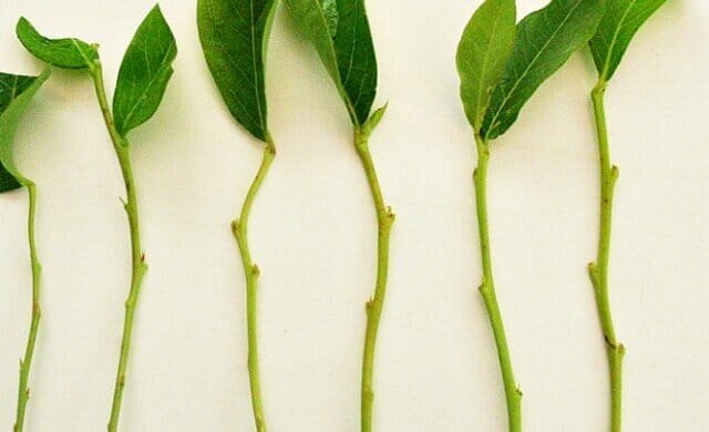 Personlig erfaring: hvordan at udbrede planter grønne stiklinger trudnoukorenyaemye