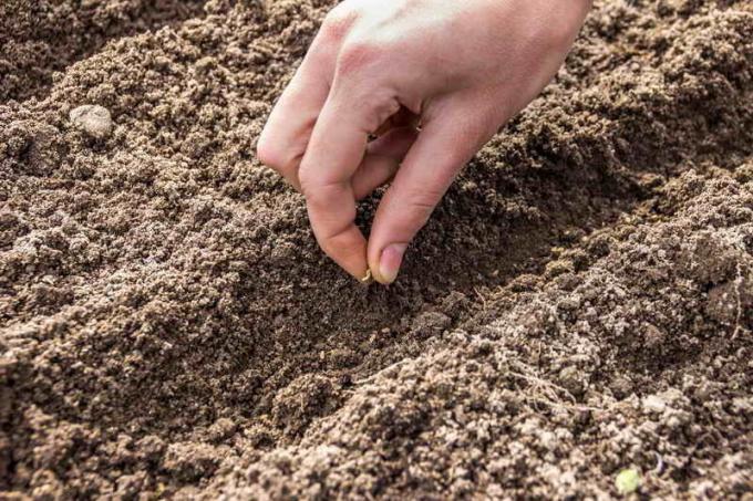 Træt af tynd gulerod? En effektiv måde at plantning gulerødder!