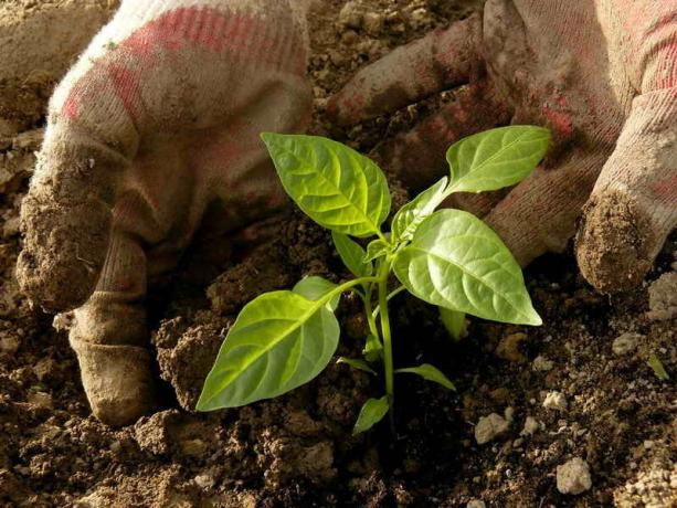 Plantning frøplanter i jorden peber. Illustration til en artikel bruges til en standard licens © ofazende.ru