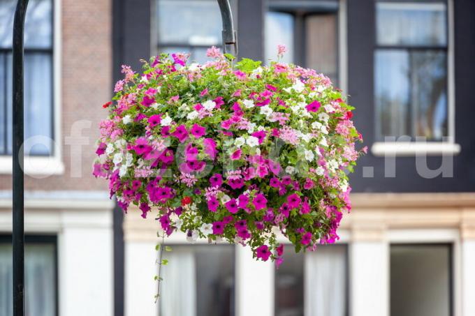 Hvad skal man gøre for at vokse petunia "bolden"? min erfaring