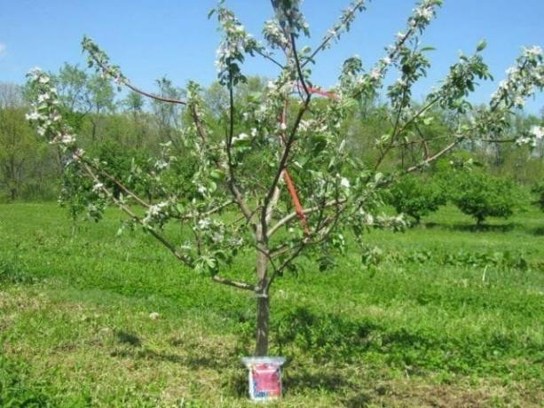 Den treårige æbletræ. Blooms, men ikke frugter
