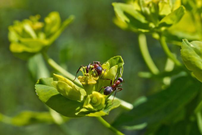 Myrer med Wings: hvem de er, og hvordan man kan håndtere dem?
