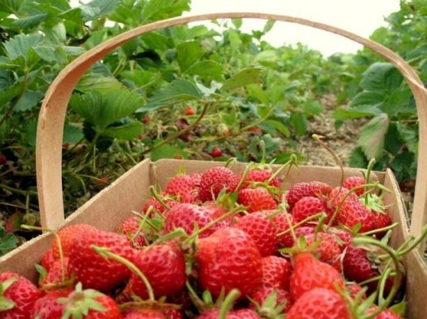 To fodring for en rig høst af jordbær