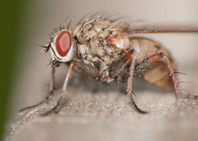 Enhver gartner bør vide, hvordan man genkender løg flue og bekæmpe den. Illustration til en artikel bruges til en standard licens © ofazende.ru