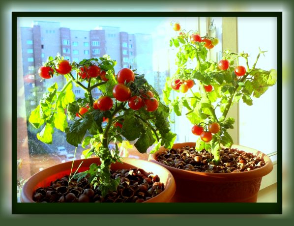 Sådan dyrke tomater i en urtepotte, som du kan spise af velsmagende tomater lige fra vindueskarmen