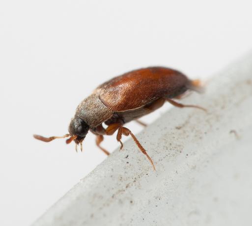 Bugs i køkkenet: hvordan man kan slippe af med brune, flyvende, små insekter i køkkenskabet med egne hænder, skadedyrsafvisende, instruktioner, foto og video tutorials