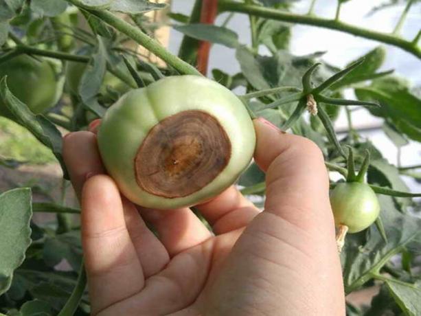 Hvordan undgår dannelsen af ​​vegetabilske plots apikale rot af tomater