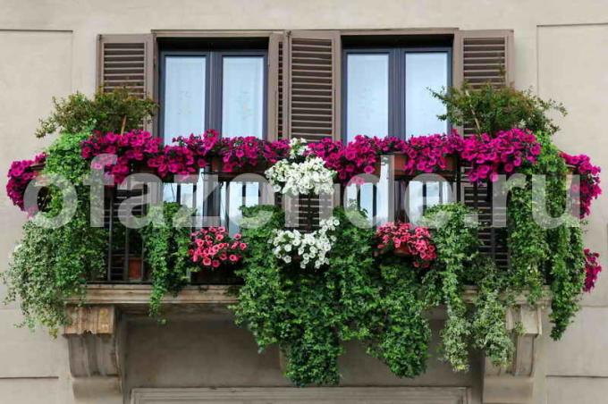 Blomsterhave på altanen med hænderne: Tips gartnere