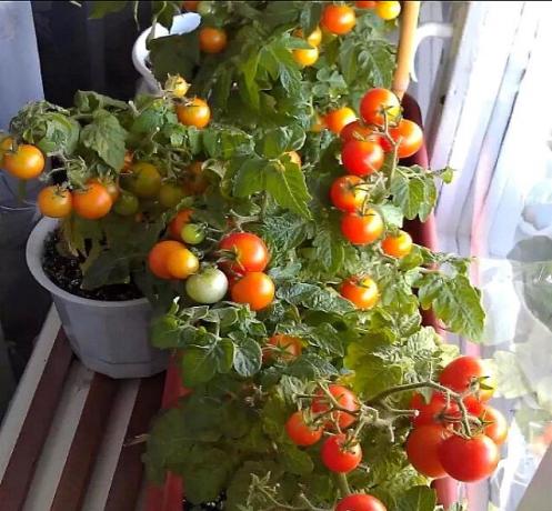 Harvest tomater i vindueskarmen