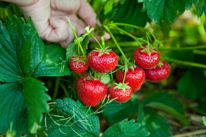 Vær sikker på at befrugte jordbær. Illustration til en artikel bruges til en standard licens © ofazende.ru