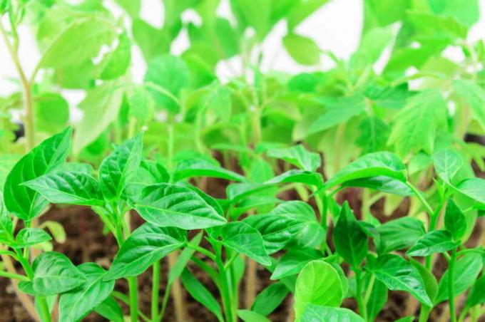 Hvad skal foder frøplanter af peber