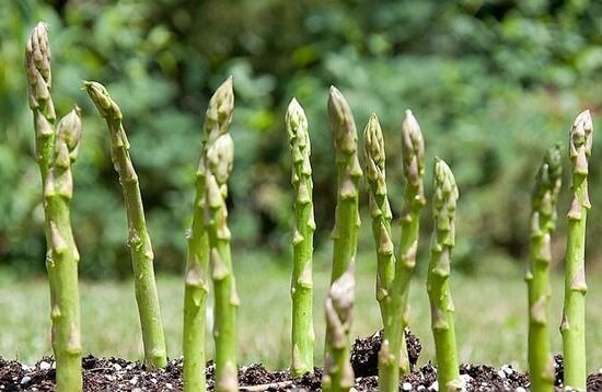 Hvordan til at vokse asparges i landet og øge sin produktivitet