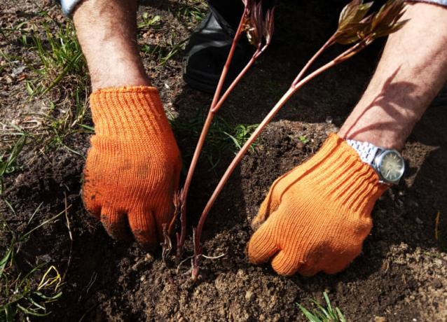 Plantning pæoner i oktober. Illustration til en artikel bruges til en standard licens © ofazende.ru