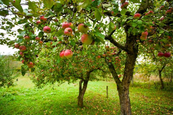 Mange gartnere står over for sådan et problem, når æblerne rådne på æble. Illustration til en artikel bruges til en standard licens © ofazende.ru