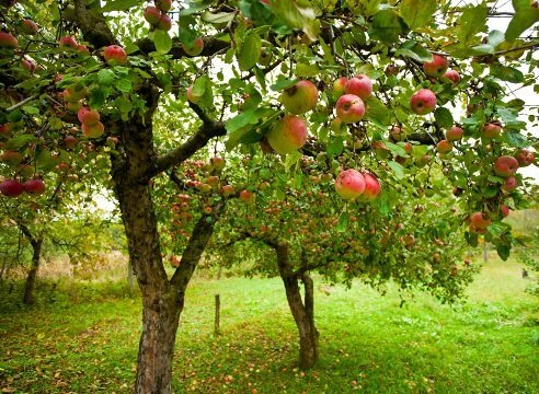 Hvordan at vokse et æbletræ haven