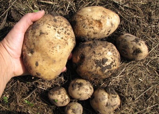 Som jeg dyrke kartofler på hans jord, og altid få en god høst