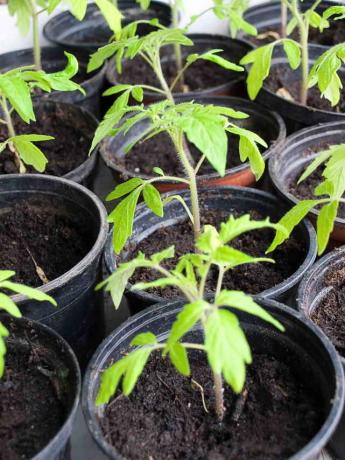 Gule blade af tomater i et drivhus og åben mark: hvad man skal gøre?