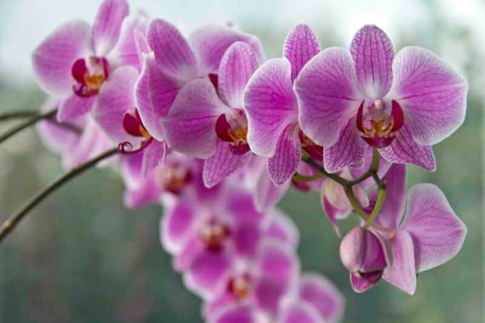 Blomstrende orkideer. Illustration til en artikel bruges til en standard licens © ofazende.ru
