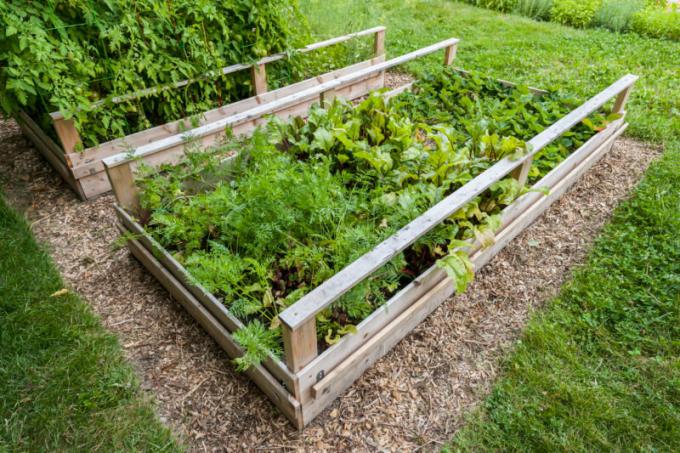 Ulemper høje senge, som bør vide gartnere