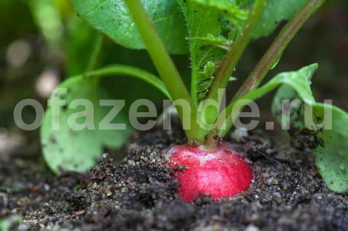 Plantning radiser i jorden