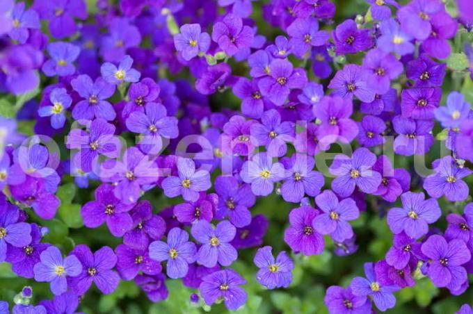 Aubretsiya eller Aubrieta. virkelige blomstrende tæpper