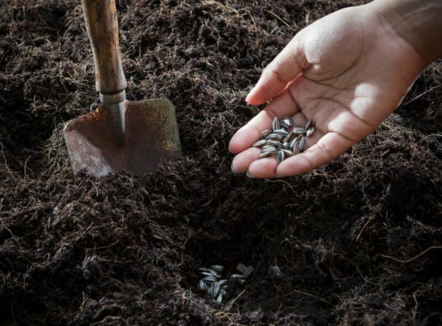 Jord og frø klar til plantning. Illustration til en artikel bruges til en standard licens © ofazende.ru