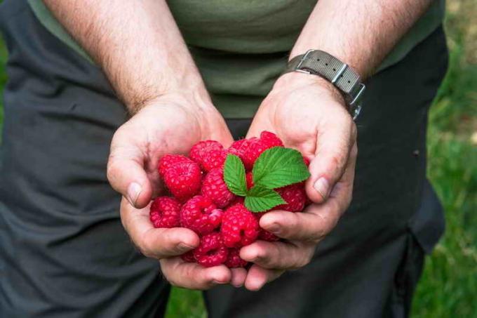 Den metode, som vil øge høst af hindbær, solbær og stikkelsbær
