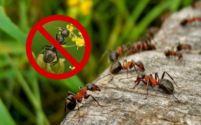 Effektive midler (opskrift), som vil slippe af myrer og hvepse på deres sommerhus